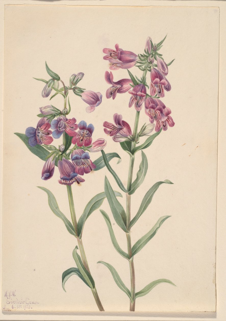 Preeria-pentstemon (Pentstemon erianthera) tekijältä Mary Vaux Walcott