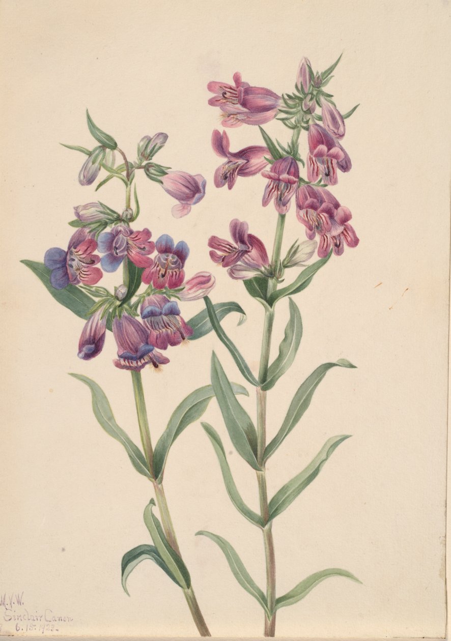 Prairie Penstemon Penstemon erianthera, 1923. tekijältä Mary Vaux Walcott