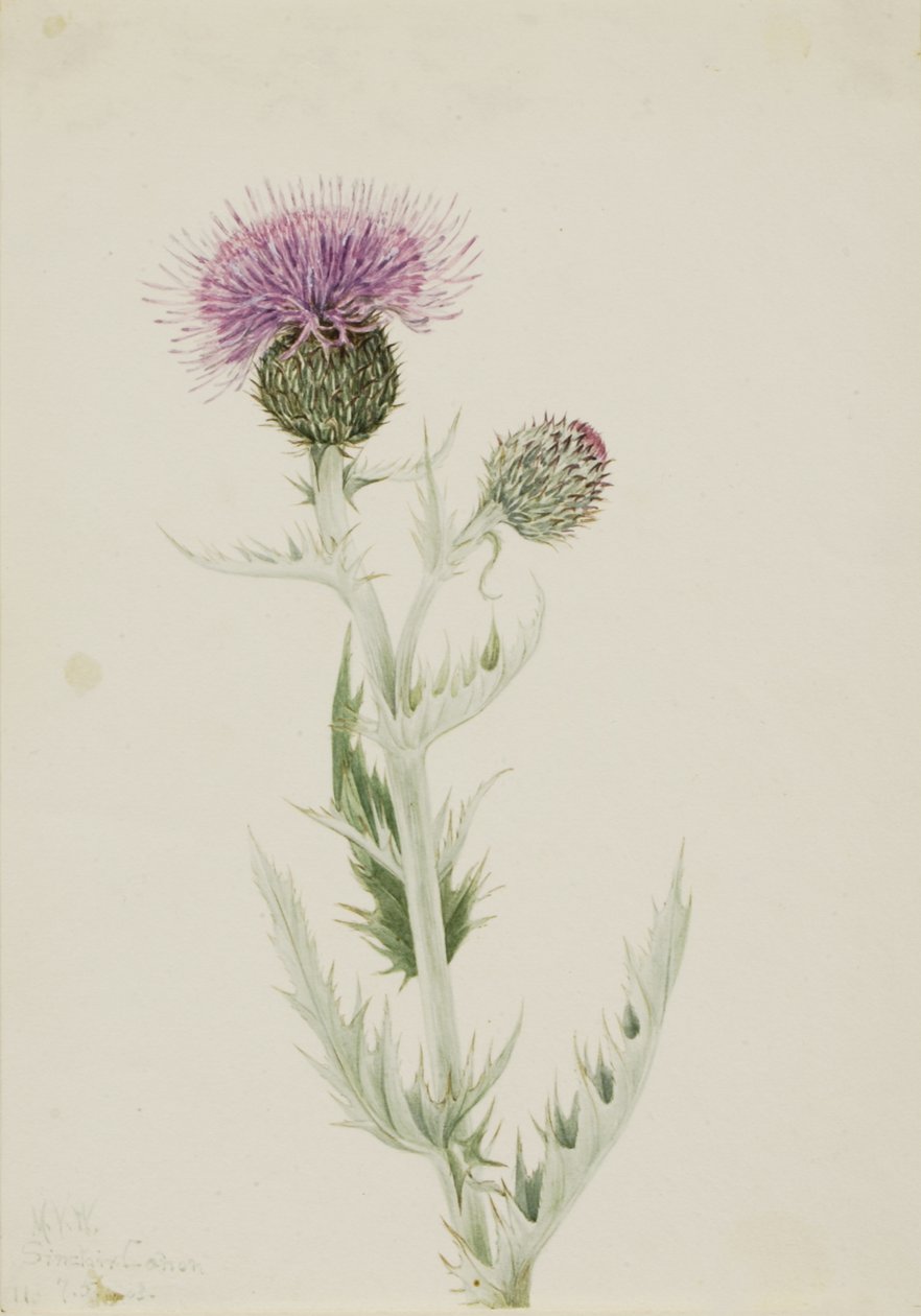 Prairie Thistle Cirsium undulatum, 1923. tekijältä Mary Vaux Walcott
