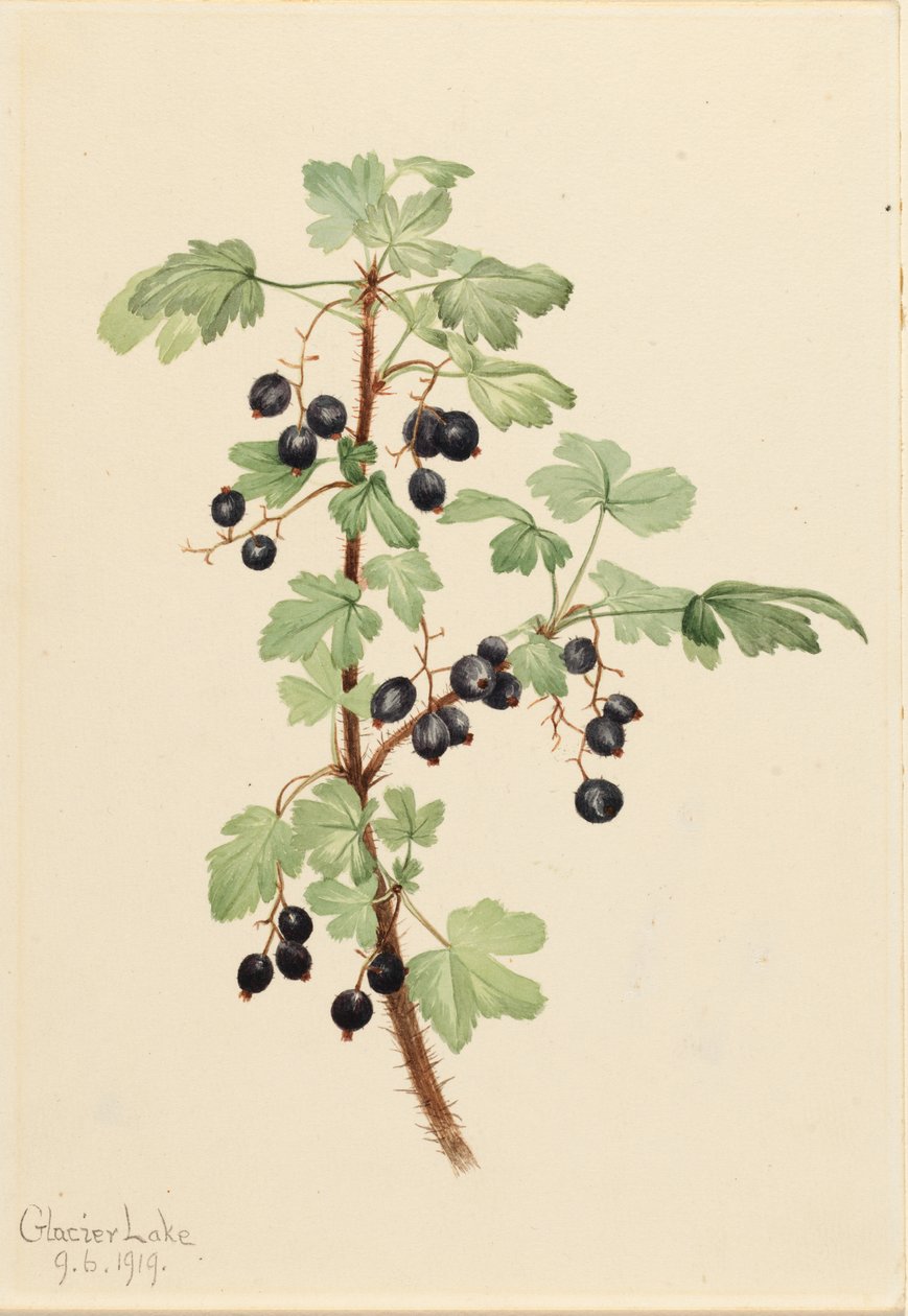 Piikikäs herukka (Ribes lacustre) tekijältä Mary Vaux Walcott