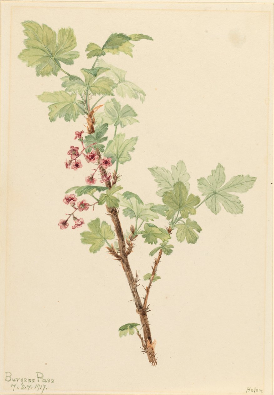 Prickly Currant Ribes -järvi, 1917. tekijältä Mary Vaux Walcott