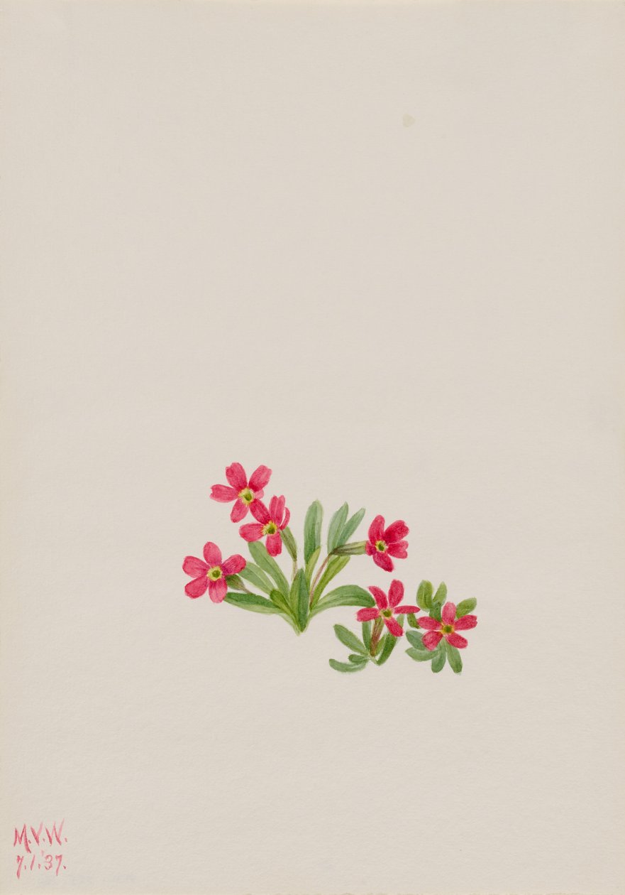 Primuli (Primula angustifolia) tekijältä Mary Vaux Walcott