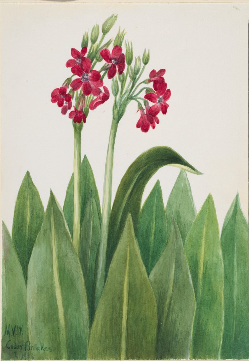 Primrose (Primula parryi) tekijältä Mary Vaux Walcott