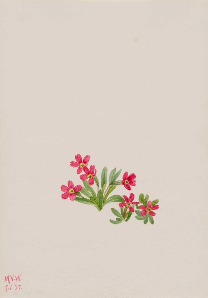 Primrose Primula angustifolia, 1937. tekijältä Mary Vaux Walcott