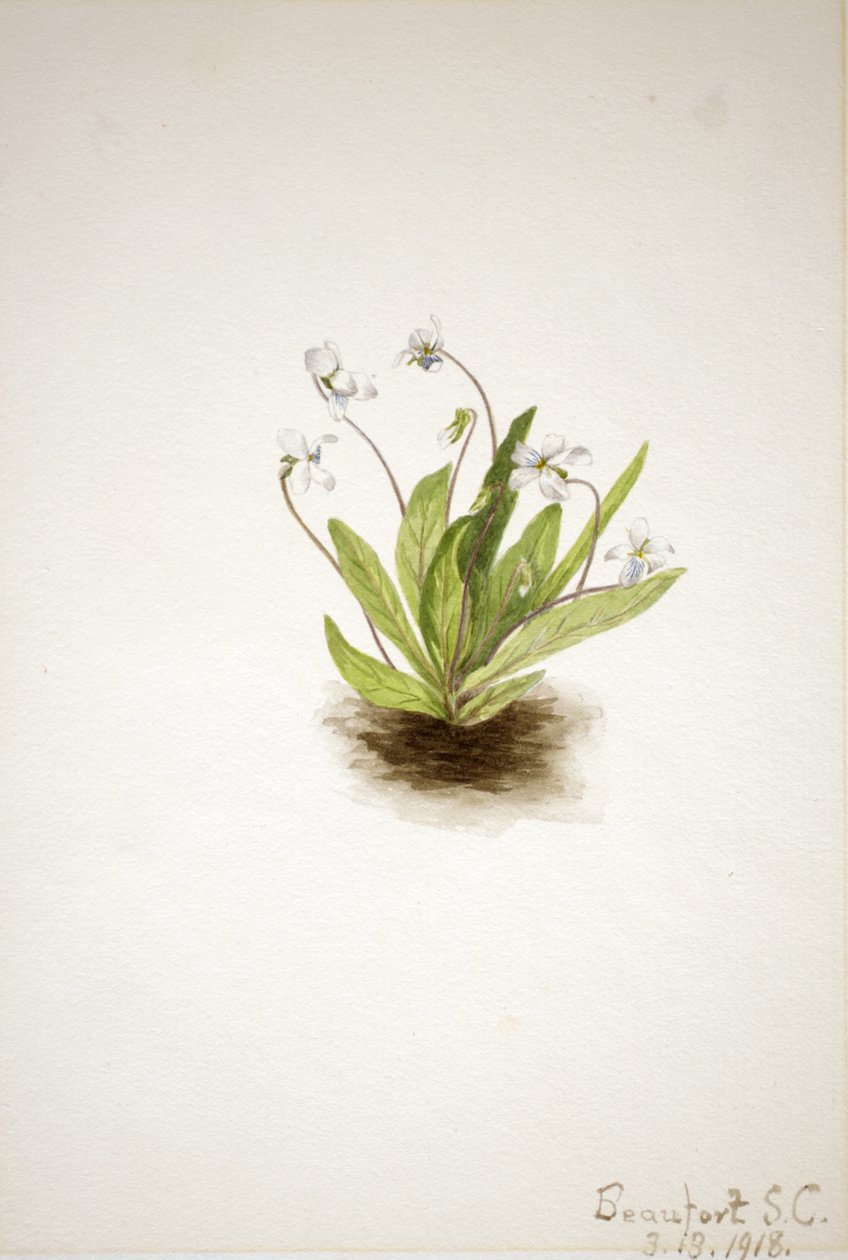 Primrose Violet Viola primulifolia, 1918. tekijältä Mary Vaux Walcott