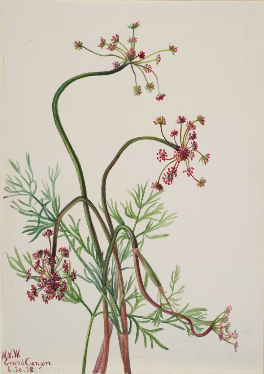 Pseudocymopterus montanus, 1938. tekijältä Mary Vaux Walcott