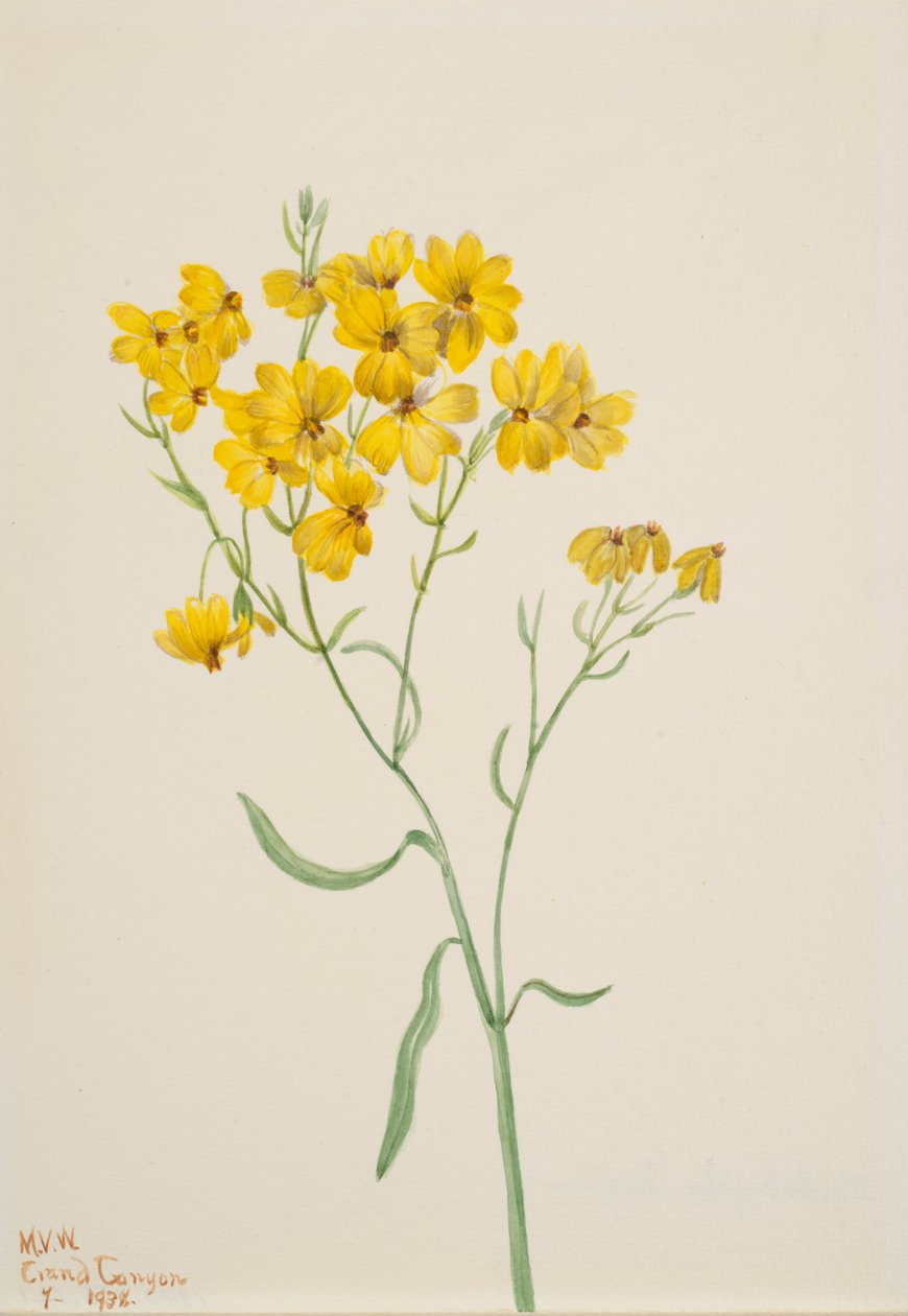 Psilostrophe sparsiflora, 1938. tekijältä Mary Vaux Walcott