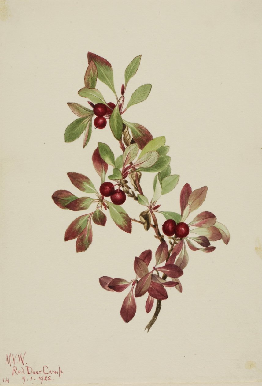Jäkälämarja (Arctous alpina) tekijältä Mary Vaux Walcott