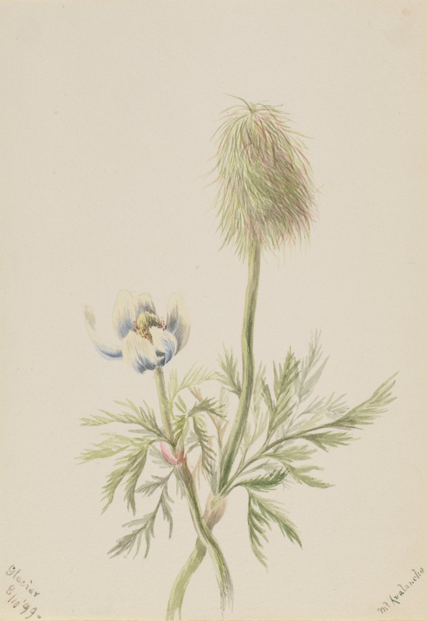 Pulsatilla occidentalis, 1899. tekijältä Mary Vaux Walcott