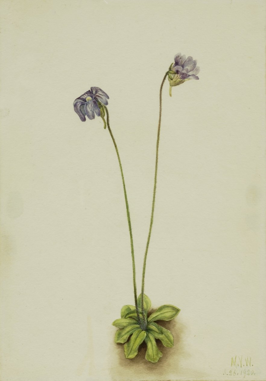 Purppuraverkko (Pinguicula elatior) tekijältä Mary Vaux Walcott