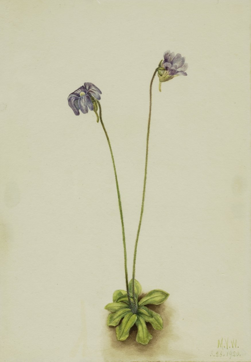Purppura voikuisma Pinguicula elatior, 1920. tekijältä Mary Vaux Walcott