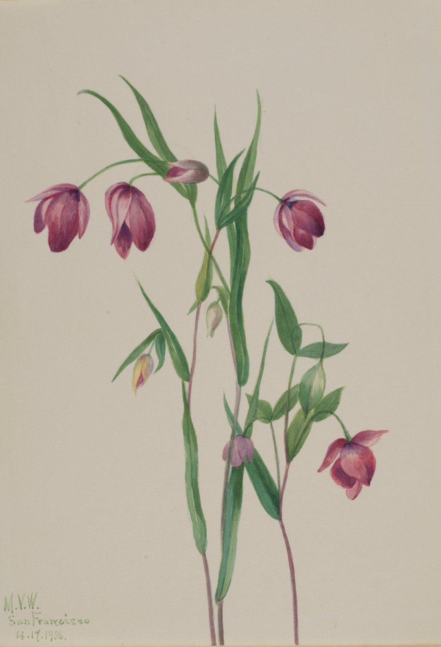 Purple Fairy Lantern Calochortus anoenum, 1936. tekijältä Mary Vaux Walcott