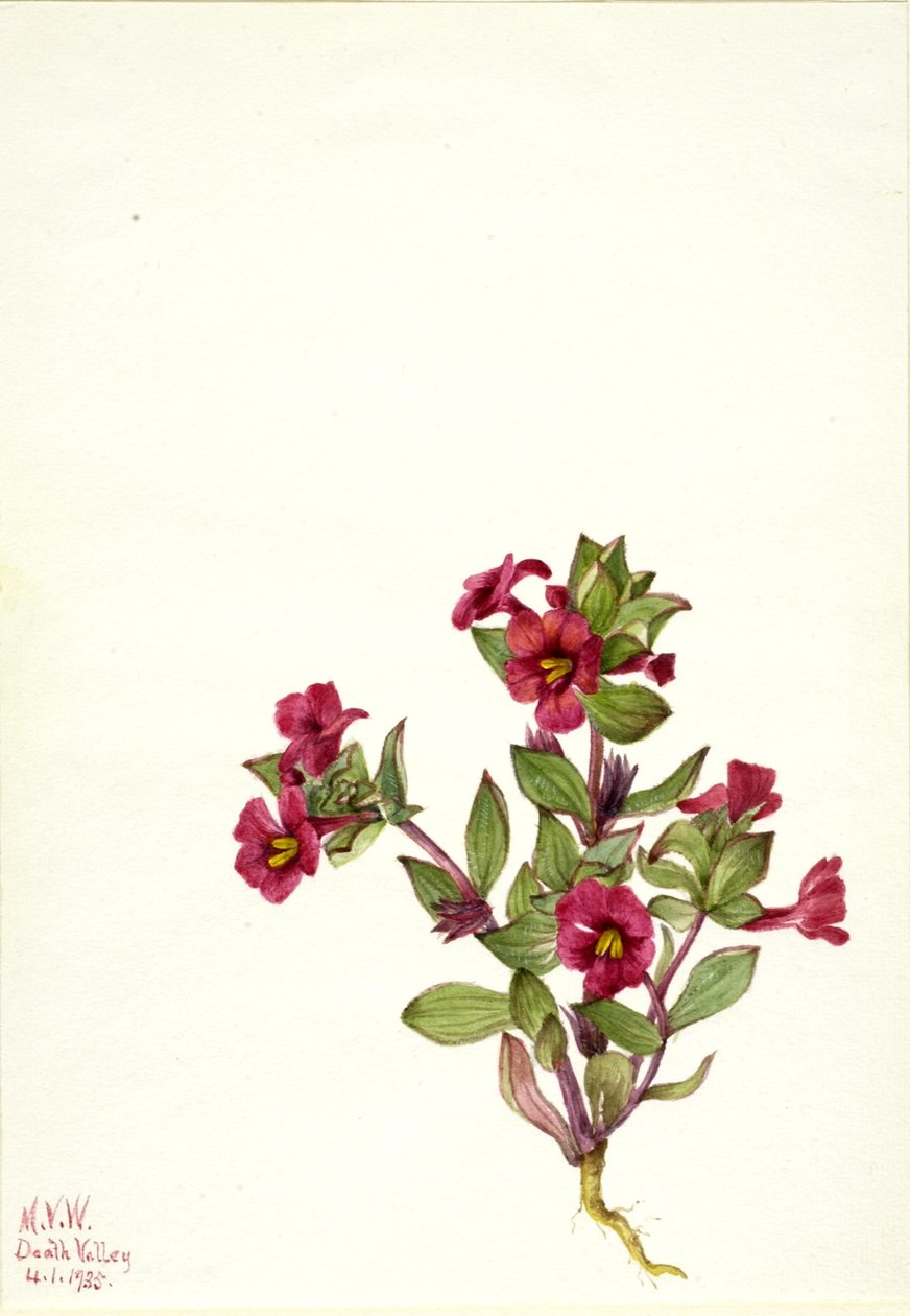 Violetti apinakukka (Mimulus bigelovii) tekijältä Mary Vaux Walcott
