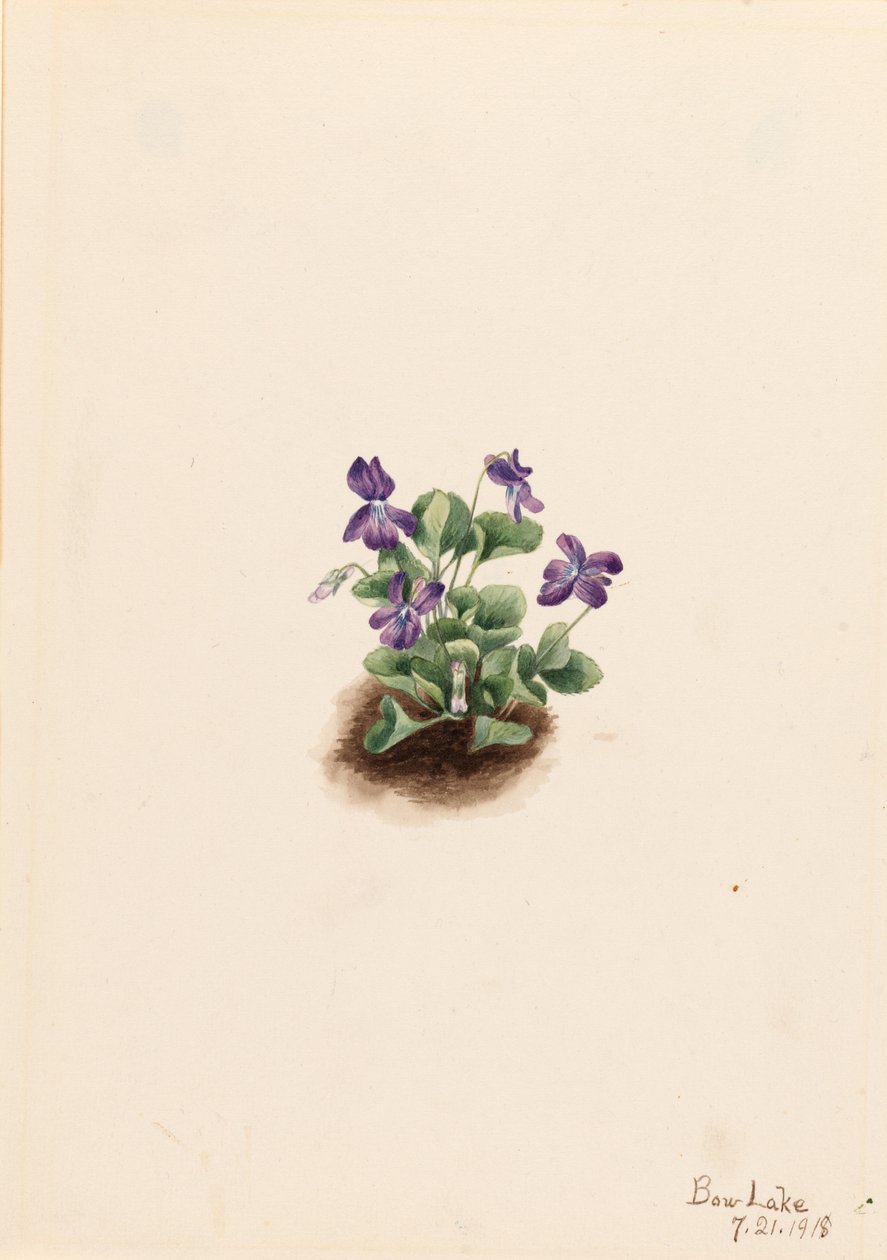 Purppuravuorivioletti (Viola adunca) tekijältä Mary Vaux Walcott