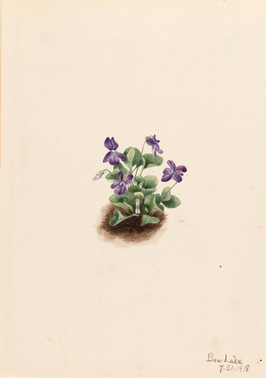 Purple Mountain Violet Viola adunca, 1918. tekijältä Mary Vaux Walcott