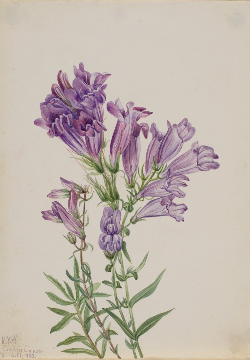 Purppura Penstemon Penstemon lyallii, 1923. tekijältä Mary Vaux Walcott
