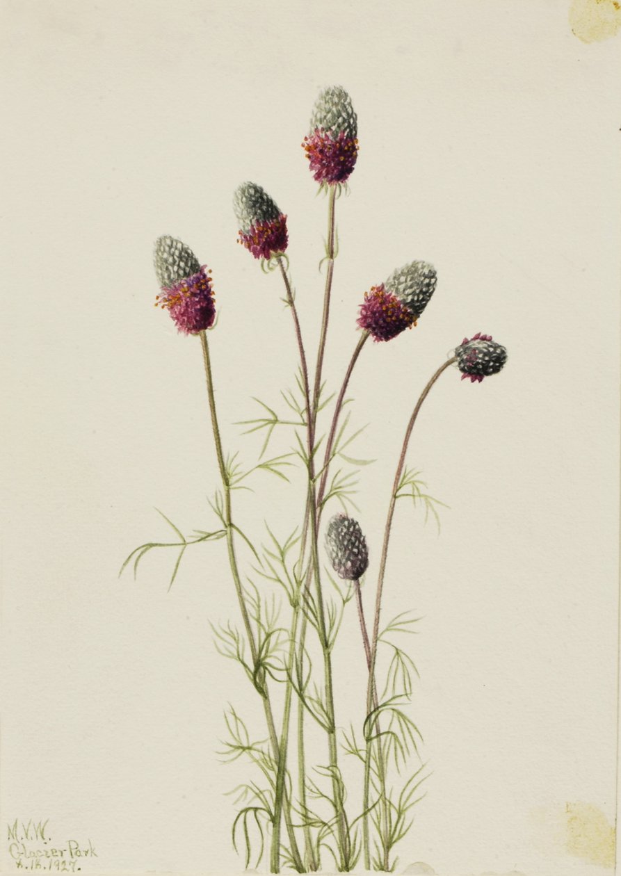 Purppuraprääre (Petalostemon purpureum) tekijältä Mary Vaux Walcott