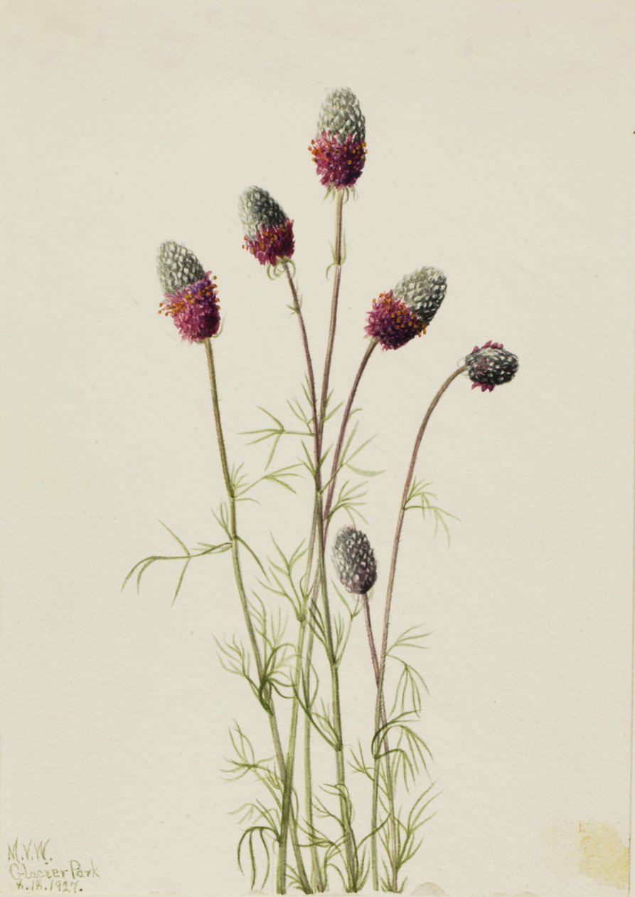 Purple Prairieclover Petalostemon purpureum, 1927. tekijältä Mary Vaux Walcott
