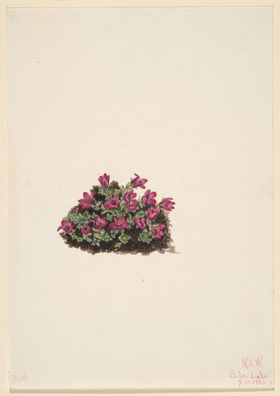 Purppuranpunainen Saxifrage (Saxifraga oppositifolia) tekijältä Mary Vaux Walcott