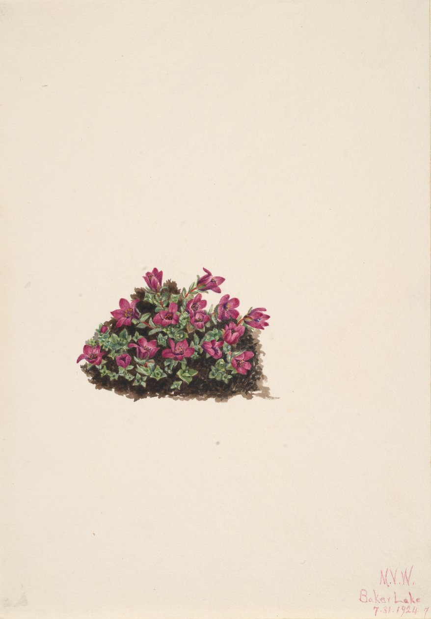 Purppura Saxifrage Saxifraga oppositifolia, 1924. tekijältä Mary Vaux Walcott