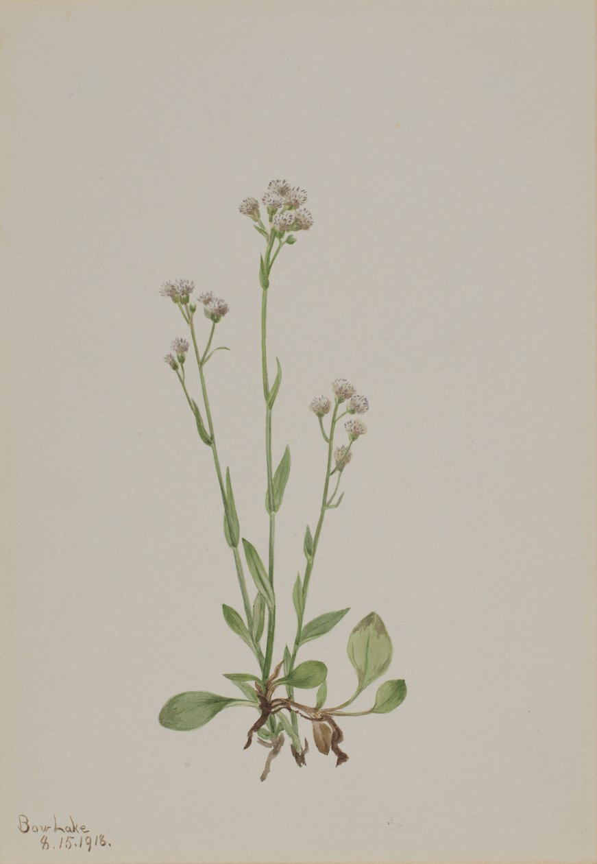 Pimpinvarpaat (Antennaria racemosa) tekijältä Mary Vaux Walcott