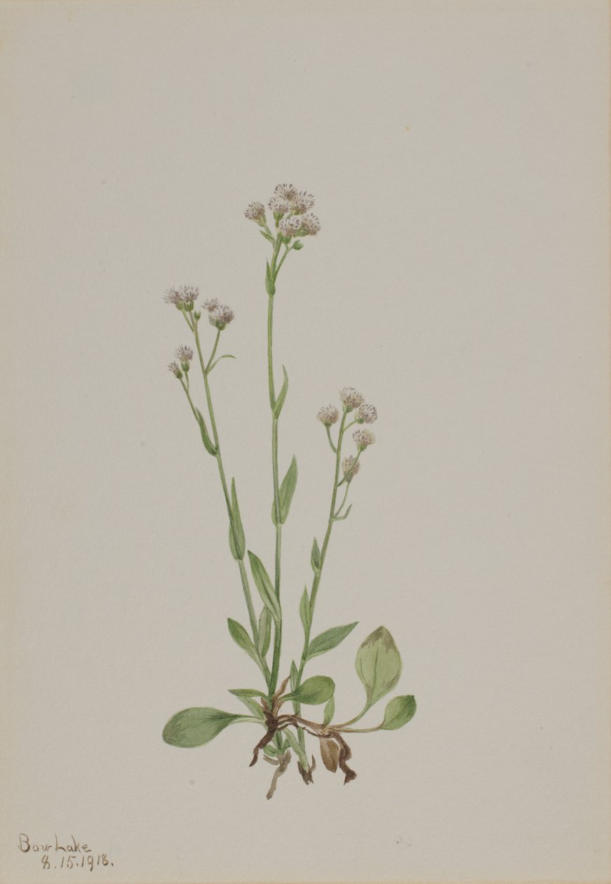 Pussy-Toes Antennaria racemosa, 1918. tekijältä Mary Vaux Walcott