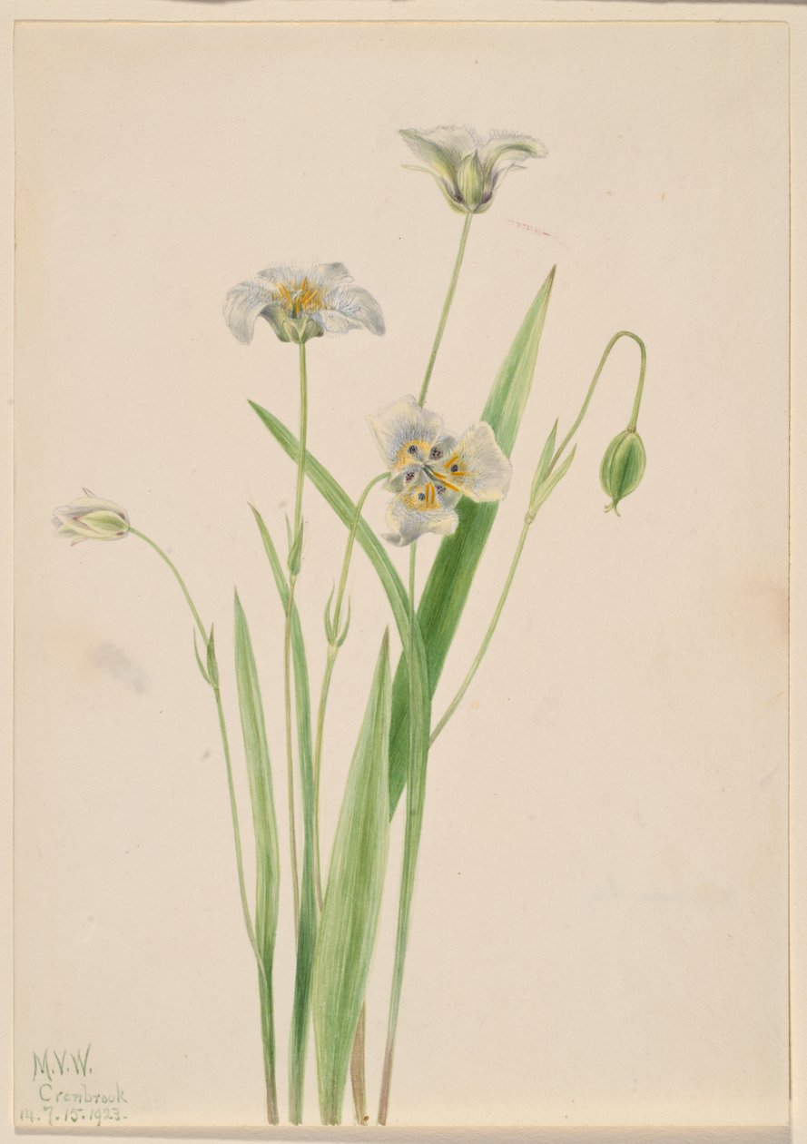 Pimpinkorvat (Calochortus elegans) tekijältä Mary Vaux Walcott