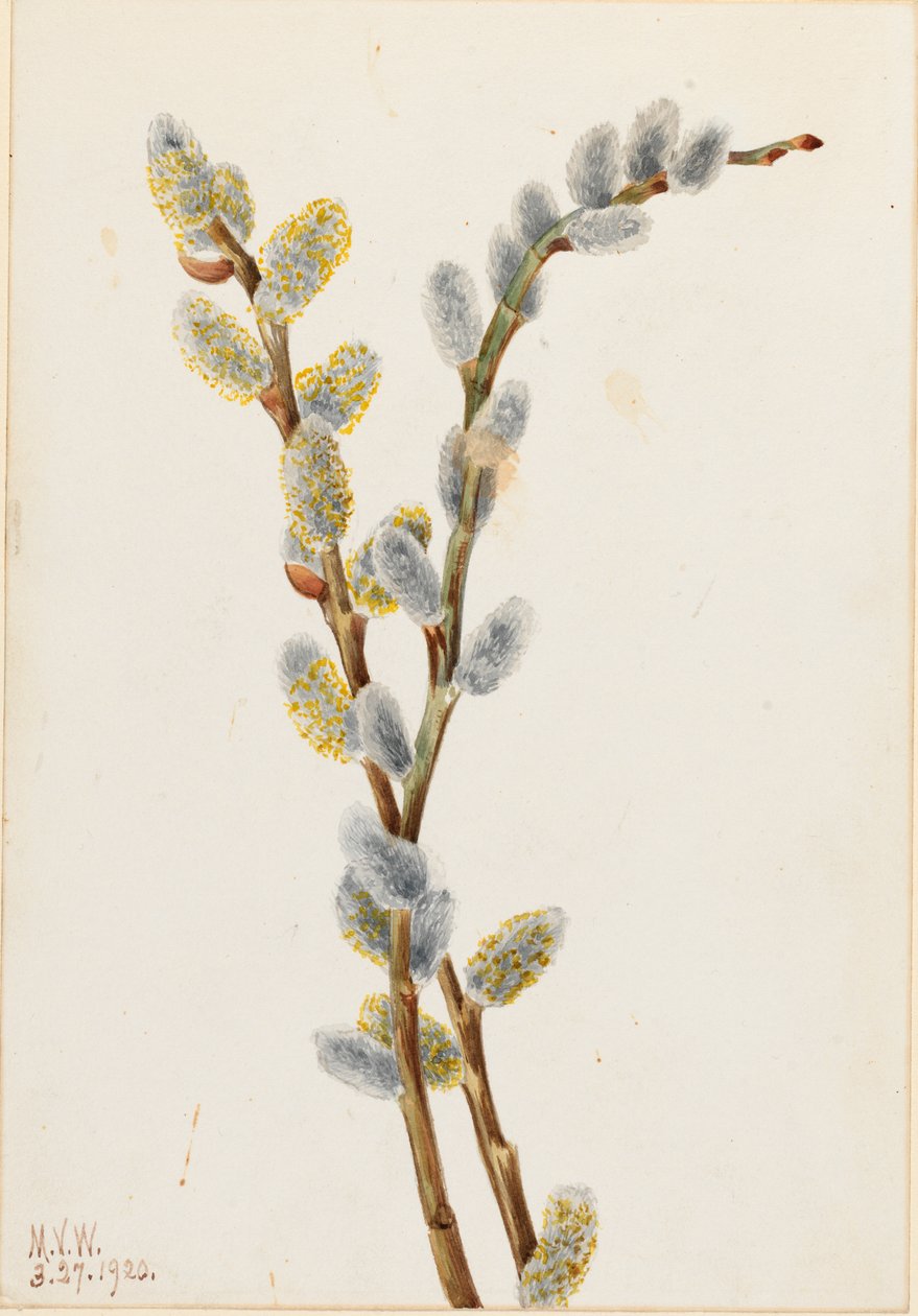 Pimpin paju (Salix discolor) tekijältä Mary Vaux Walcott