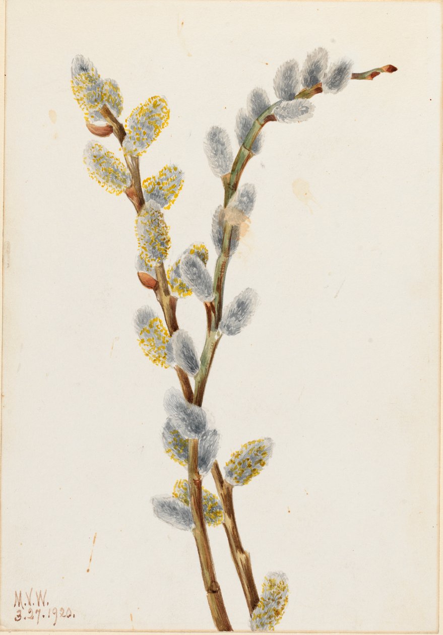 Pussy Willow Salix -väri, 1920. tekijältä Mary Vaux Walcott