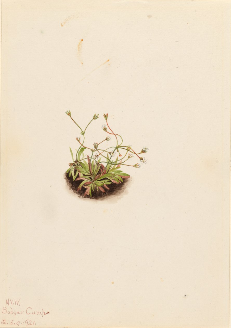 Kääpiö Androsace (Androsace subumbellata) tekijältä Mary Vaux Walcott