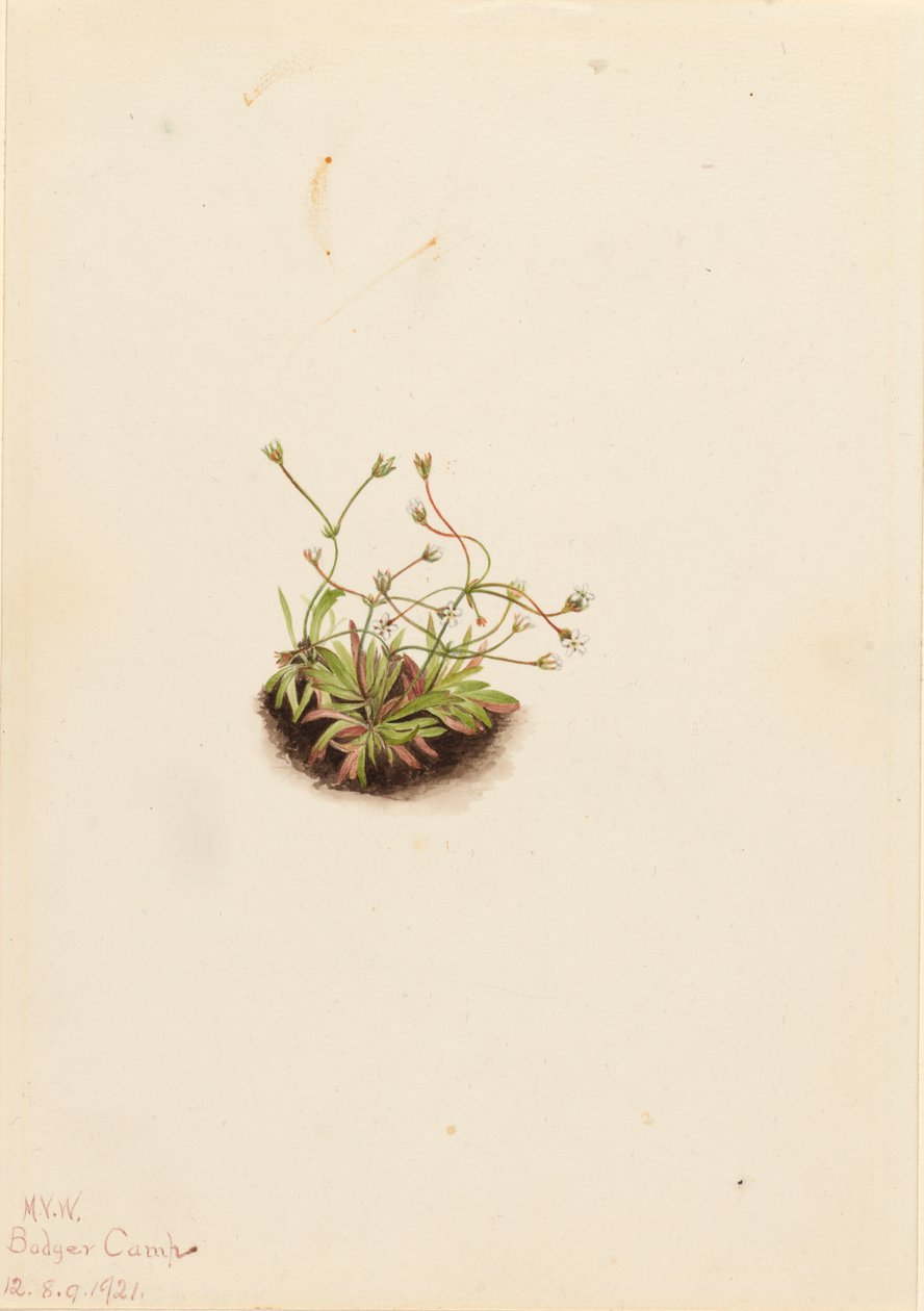 Pygmy Androsace Androsace subumbellata, 1921. tekijältä Mary Vaux Walcott