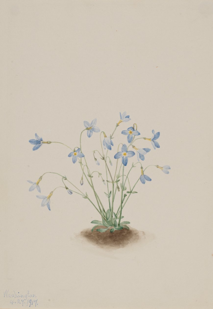 Quakerladies Houstonia caerulea, 1917. tekijältä Mary Vaux Walcott
