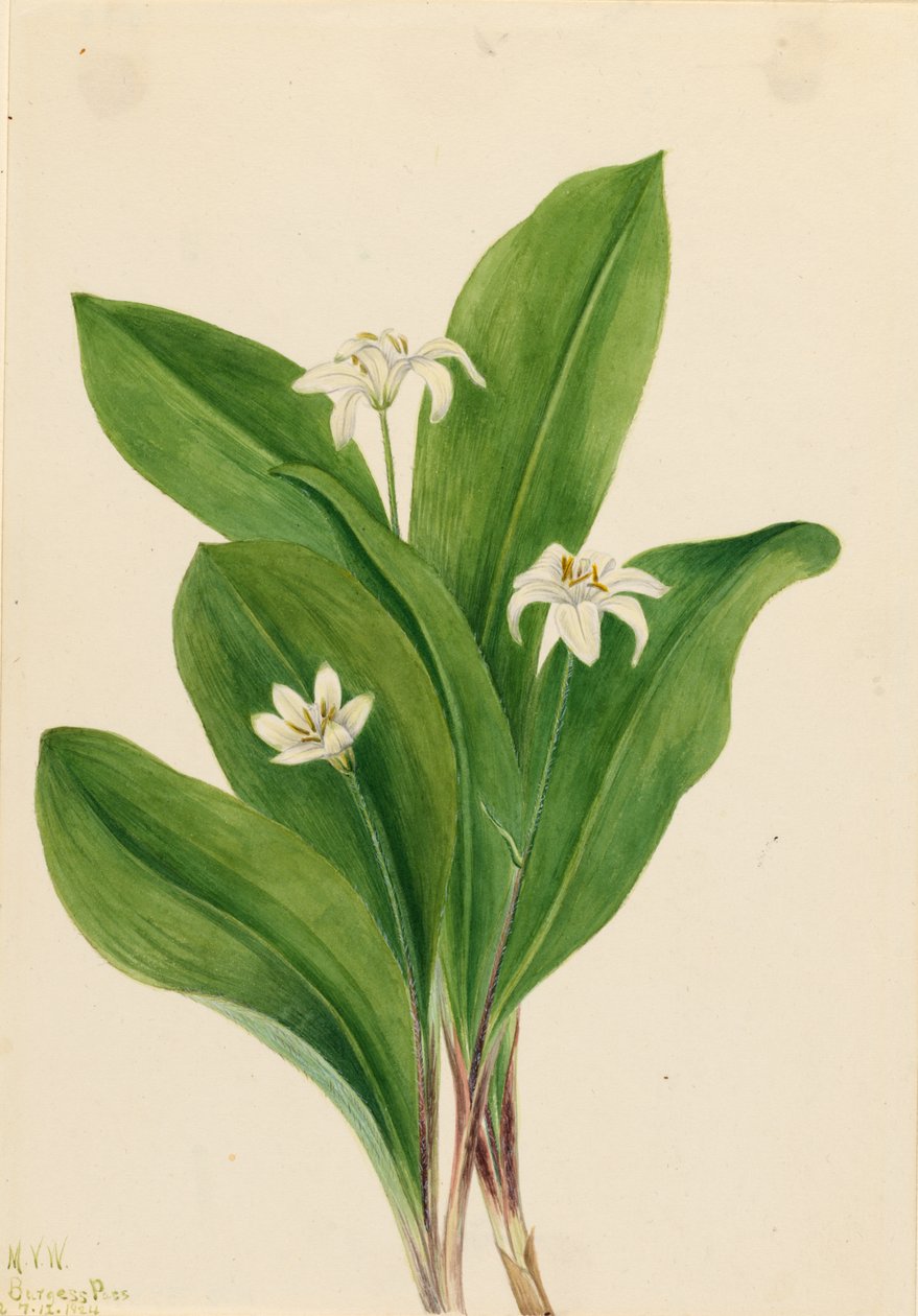 Kuningatar (Clintonia uniflora) tekijältä Mary Vaux Walcott