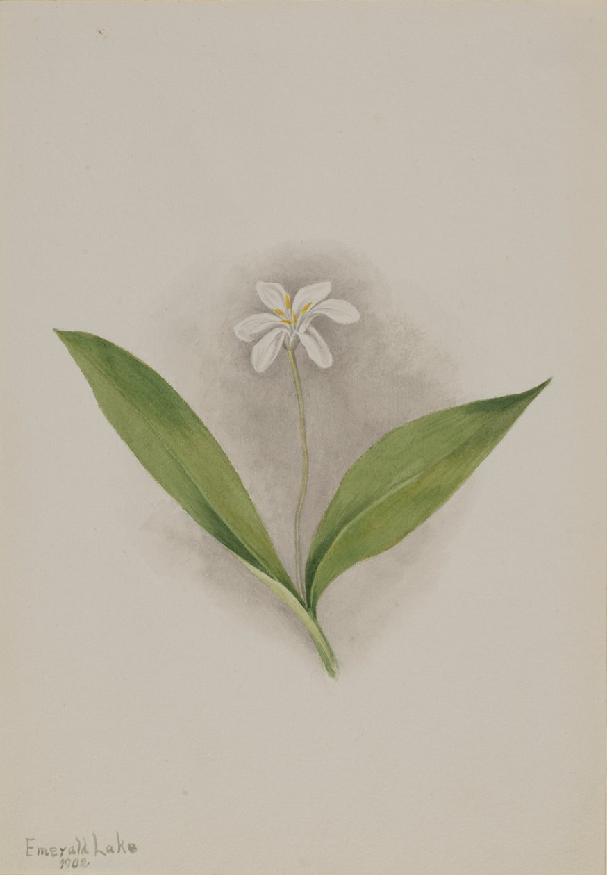 Queencup Clintonia uniflora, 1902. tekijältä Mary Vaux Walcott