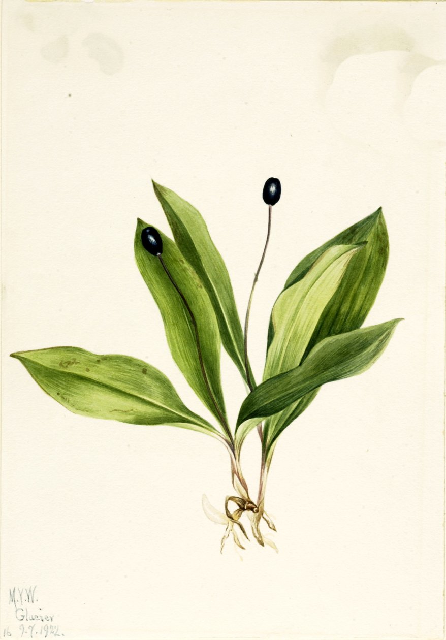 Queencup Clintonia uniflora, 1922. tekijältä Mary Vaux Walcott