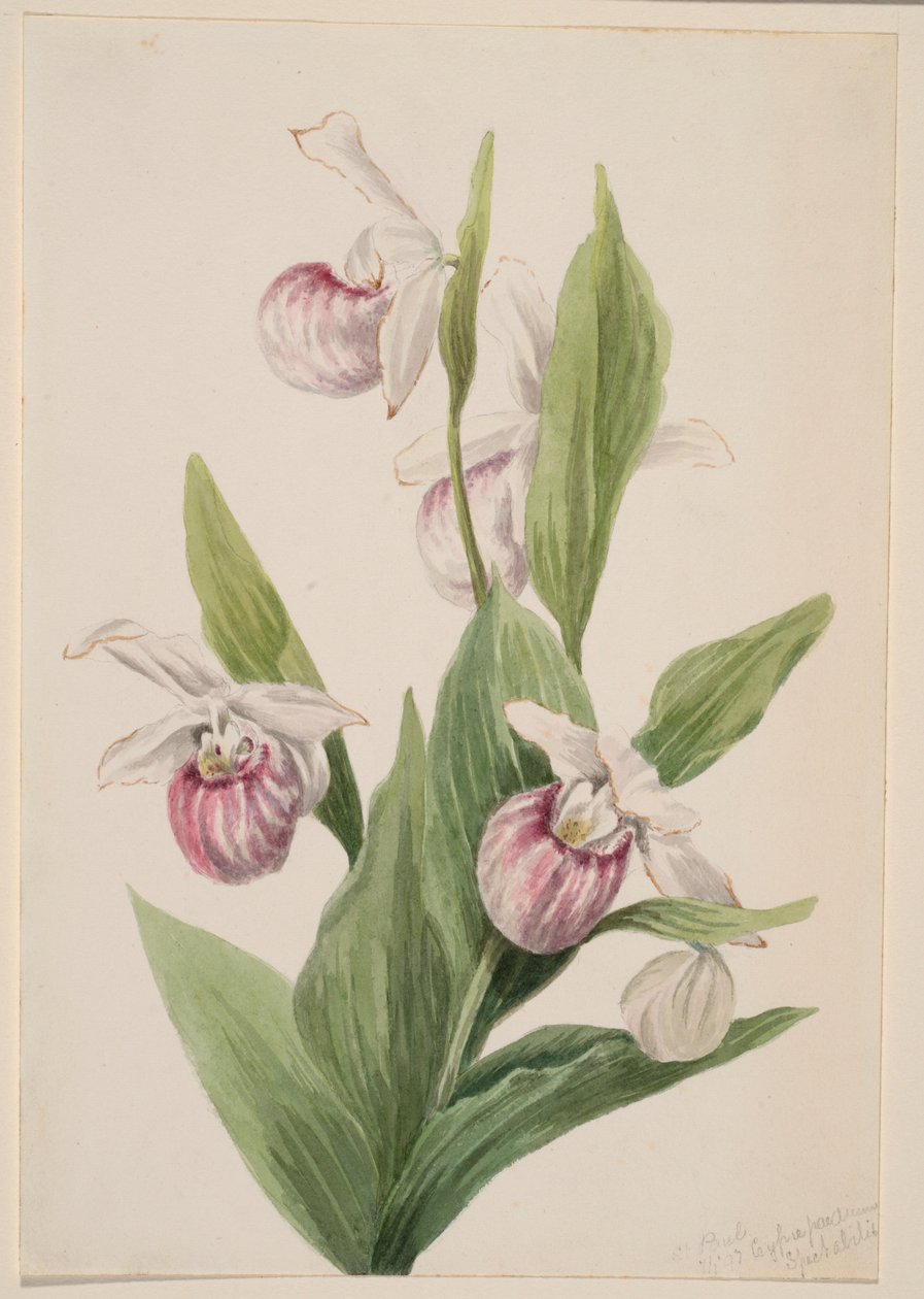 Kuningattaren tohveli (Cypripedium reginae) tekijältä Mary Vaux Walcott