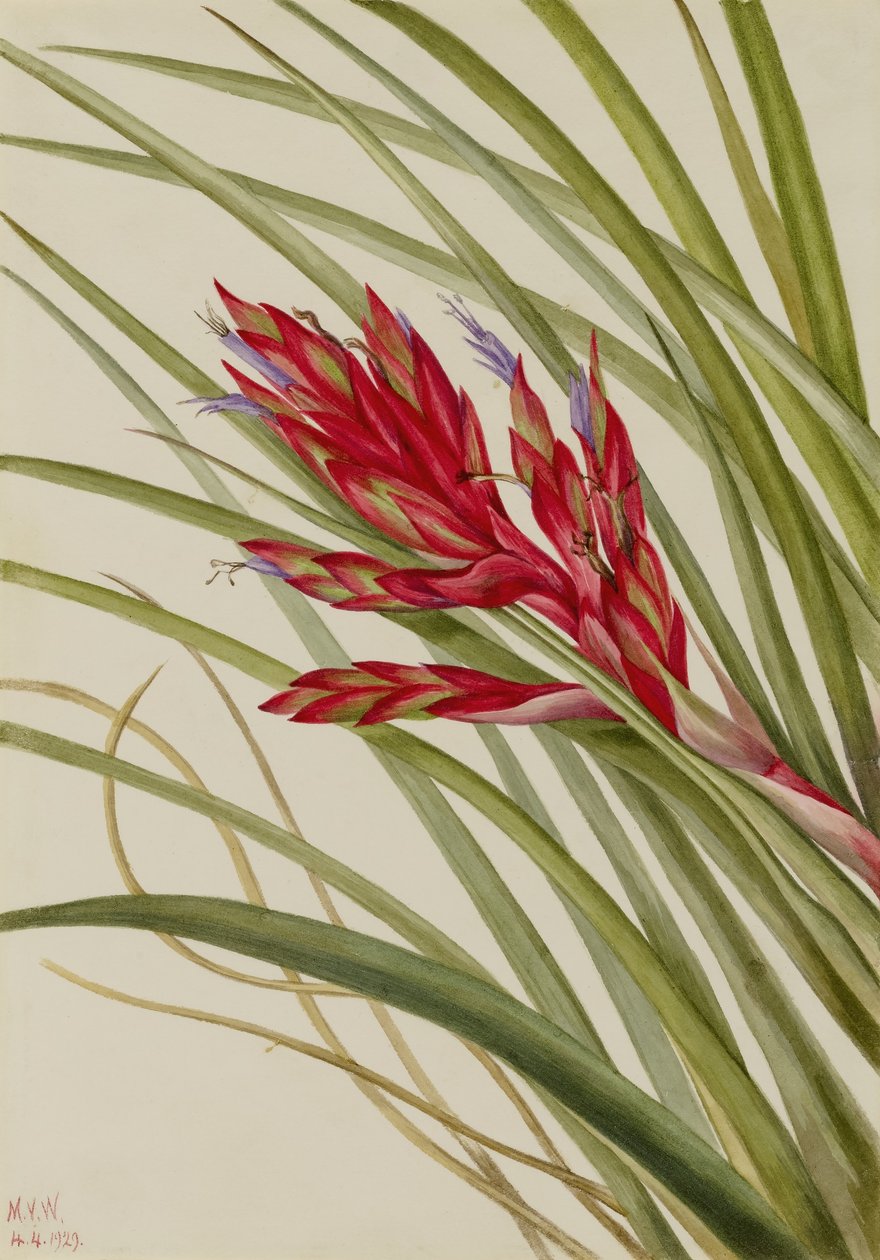 Tillandsia fasciculata (Tillandsia fasciculata) (Tillandsia fasciculata) tekijältä Mary Vaux Walcott