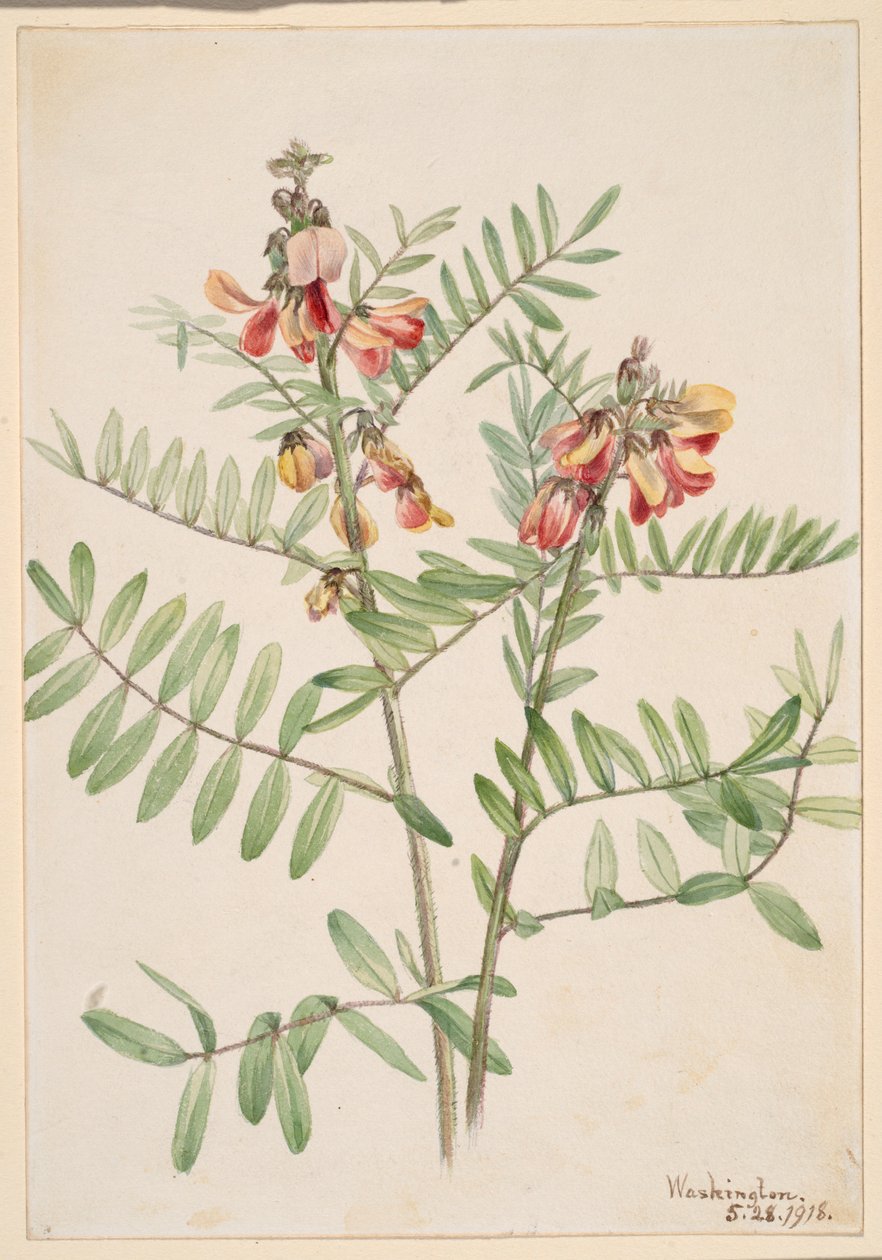 Kaniinipapu (Cracca virginiana) tekijältä Mary Vaux Walcott