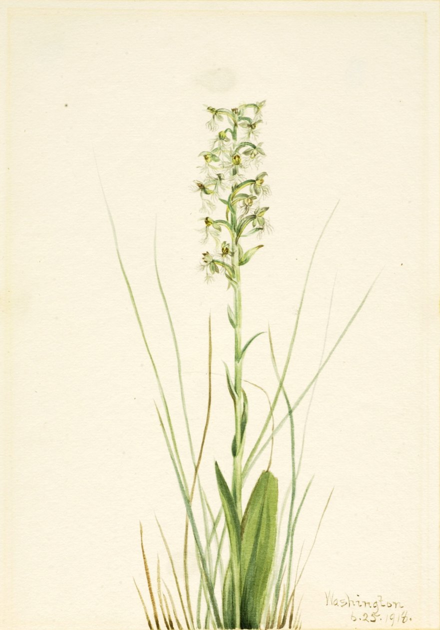 Ragged Fringe Orchid Habenaria lacera, 1918. tekijältä Mary Vaux Walcott