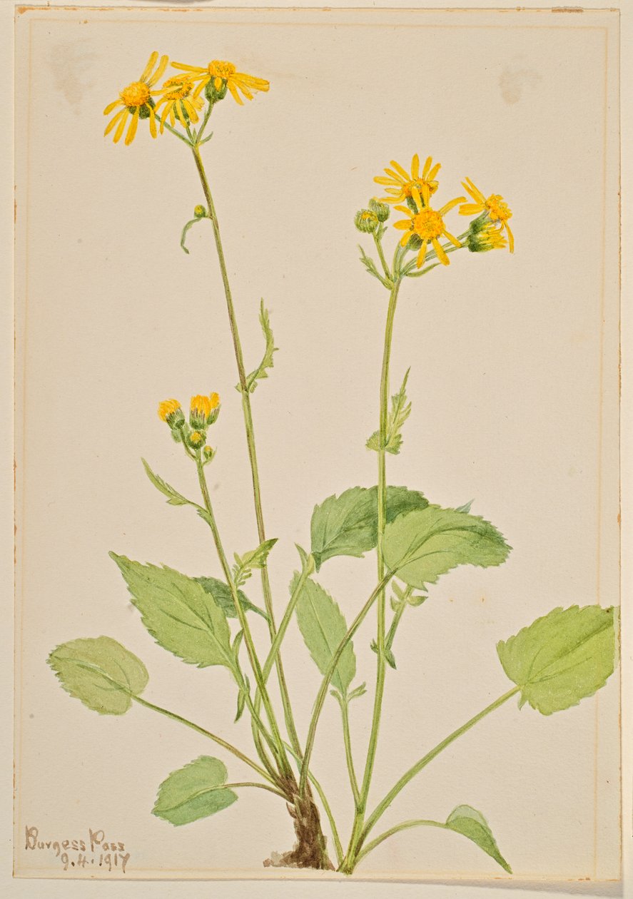 Ragwort (Senecio burkei) tekijältä Mary Vaux Walcott