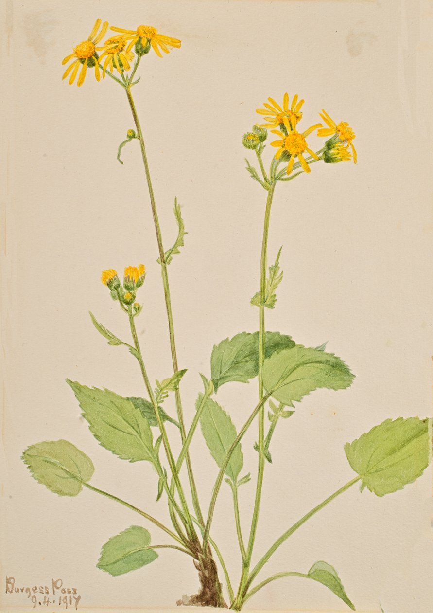 Ragwort Senecio burkei, 1917. tekijältä Mary Vaux Walcott