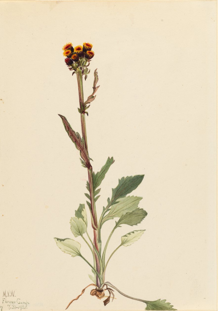 Säteettömät pohjakukka (Senecio pauciflorus) tekijältä Mary Vaux Walcott
