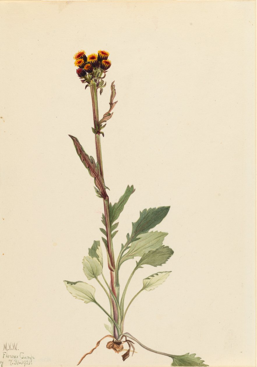 Rayless Groundsel Senecio pauciflorus, 1921. tekijältä Mary Vaux Walcott