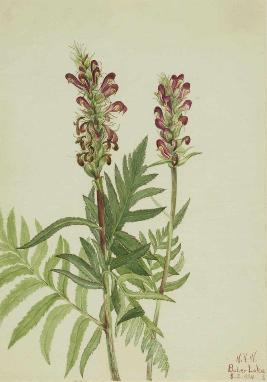 Punainen kypärä (Pedicularis bracteosa) tekijältä Mary Vaux Walcott