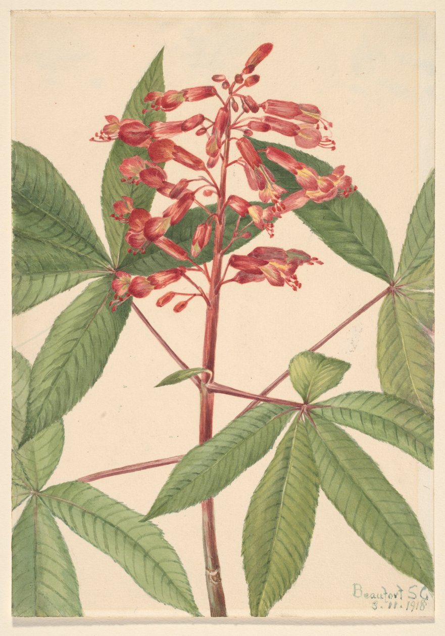 Punainen Buckeye (Aesculus pavia) tekijältä Mary Vaux Walcott