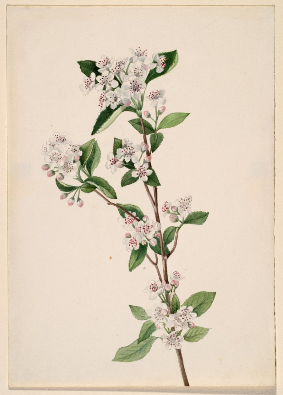 Punainen aronia Aronia arbutifolia, n. 1920-luku. tekijältä Mary Vaux Walcott