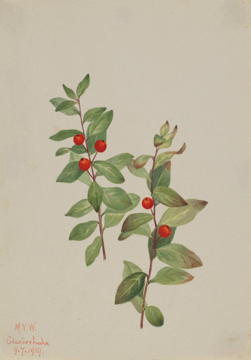 Red Comandra Comandra livida, 1919. tekijältä Mary Vaux Walcott
