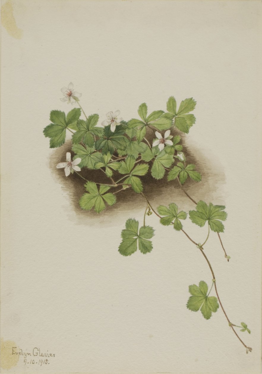 Punainen kastemarja (Rubus pedatus) tekijältä Mary Vaux Walcott