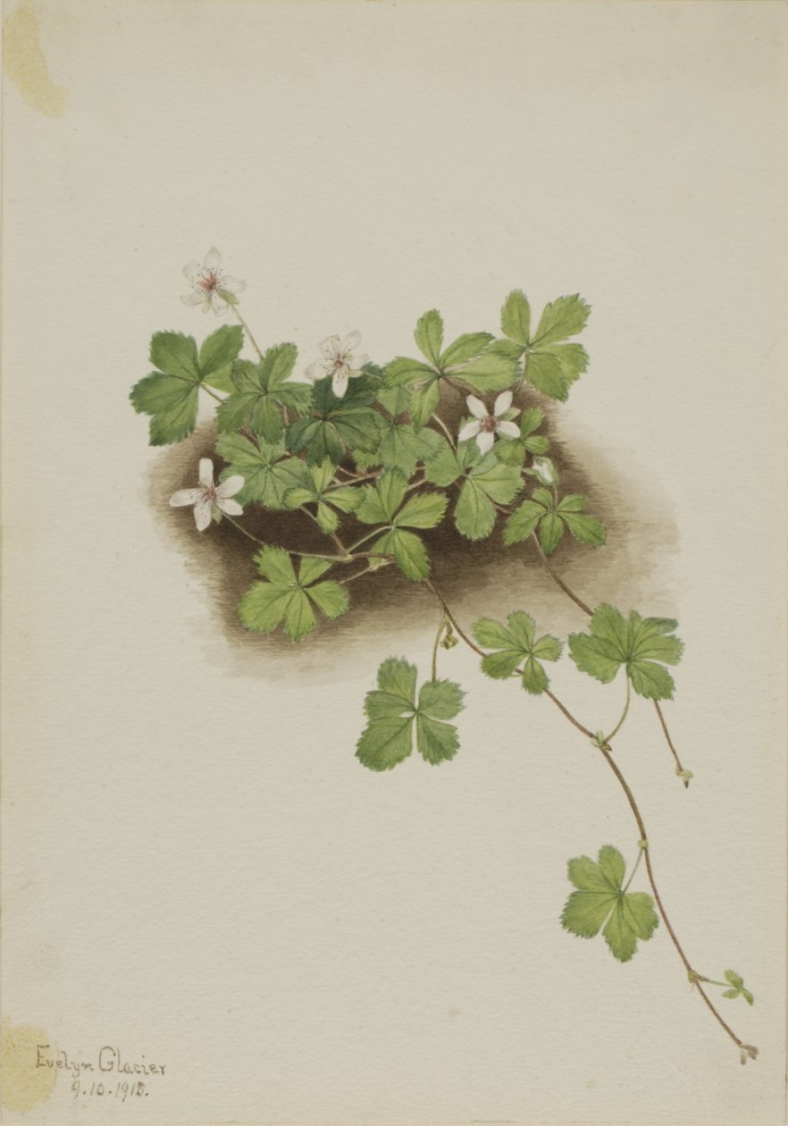 Red Dewberry Rubus pedatus, 1918. tekijältä Mary Vaux Walcott
