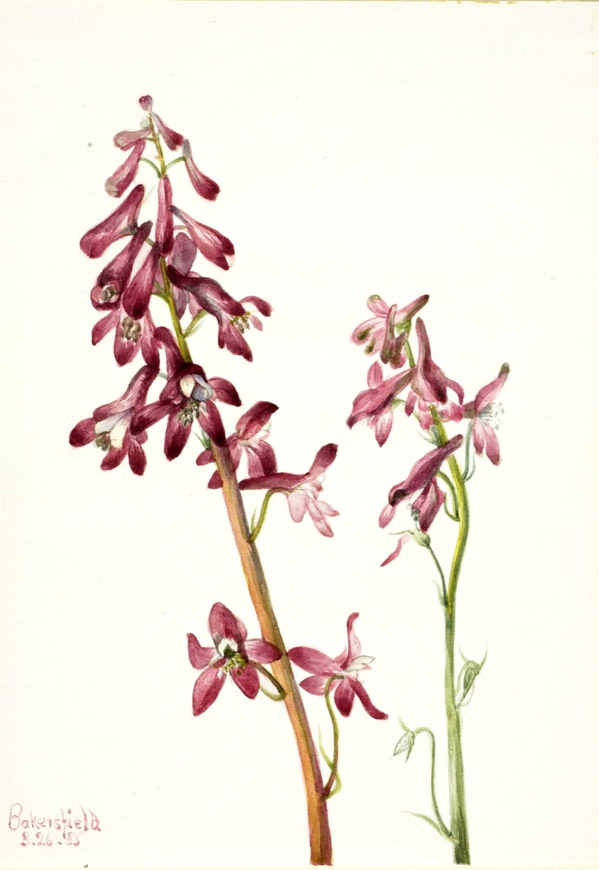 Punainen ritarinkukka (Delphinium nudicale) tekijältä Mary Vaux Walcott